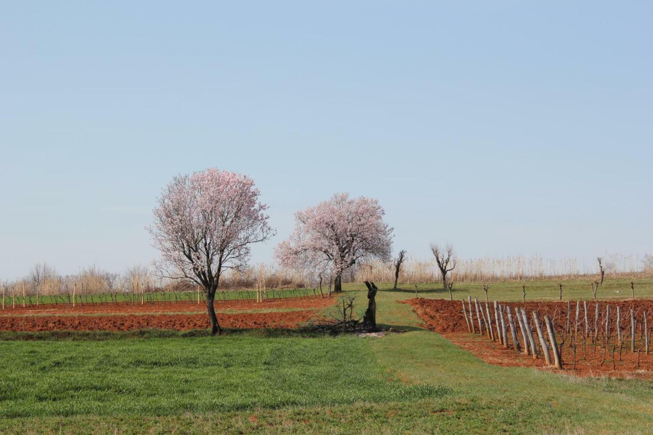 Tenuta Paljari Vižinada Exterior foto